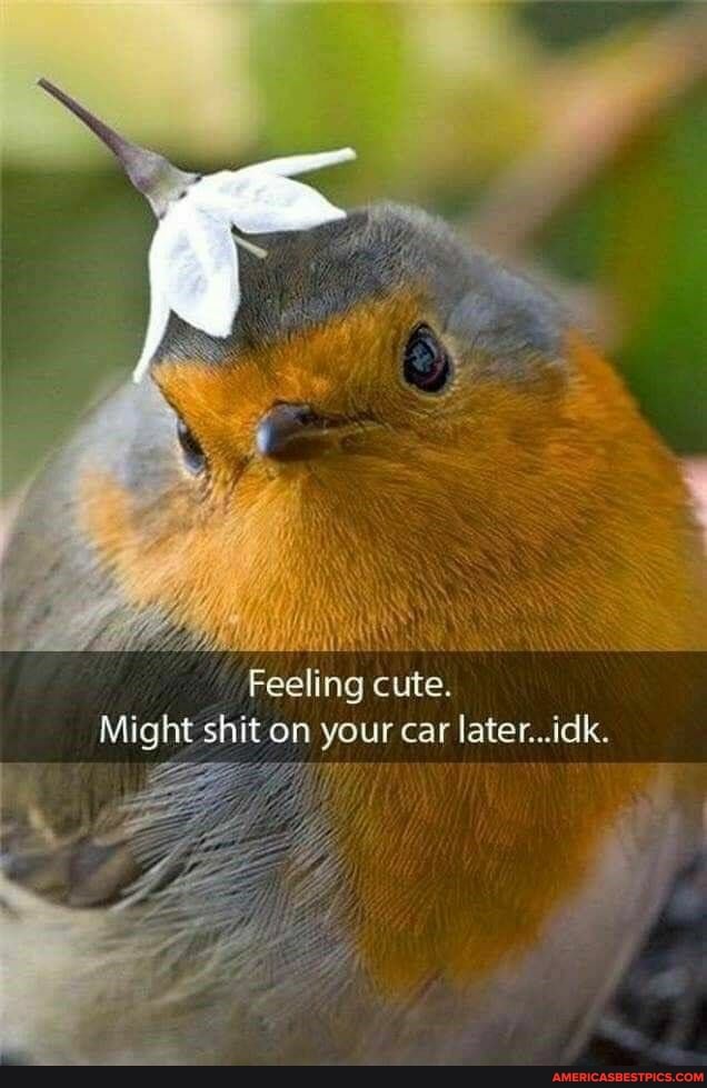 Feeling cute.
Might shit on your car later...idk.