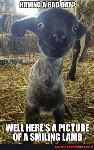ABAD DAY?
WELL HERE'S A PICTURE OF A SMILING LAMB