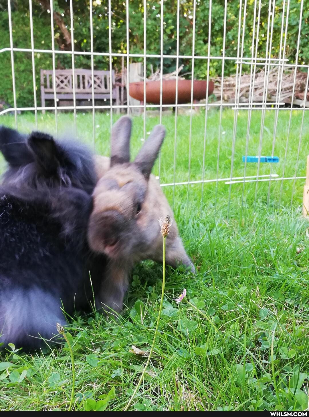 aww, adorable, bunny