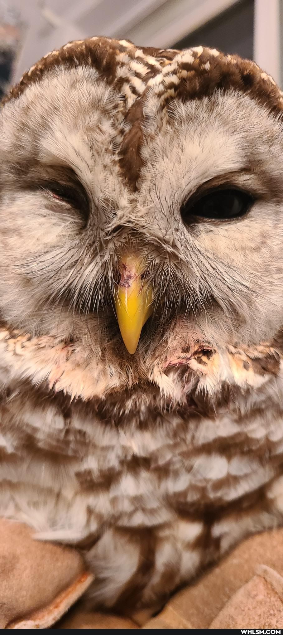 owl, nature