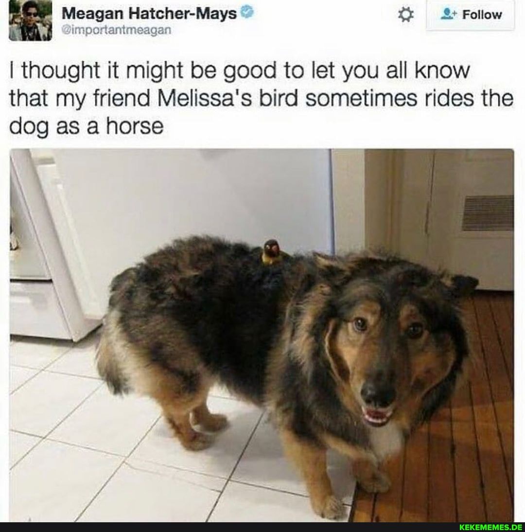 Meagan Mays tx Follow
I thought it might be good to let you all know that my friend Melissa's bird sometimes rides the dog as a horse
I I