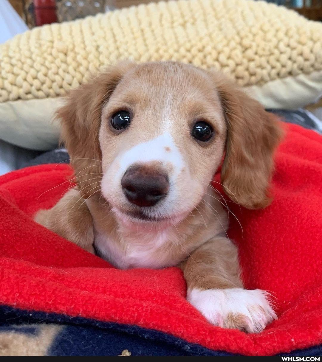 puppy, dog, aww, beautiful