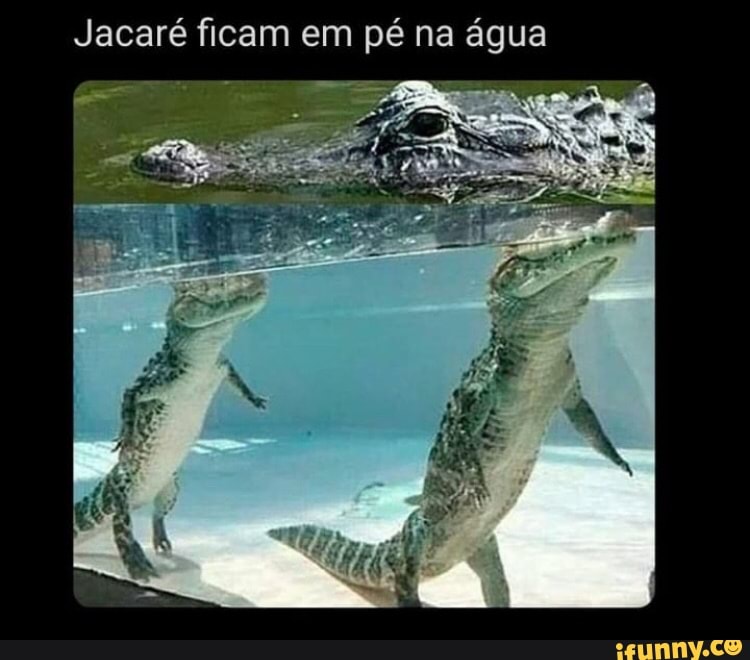 Jacaré ficam em pé na água