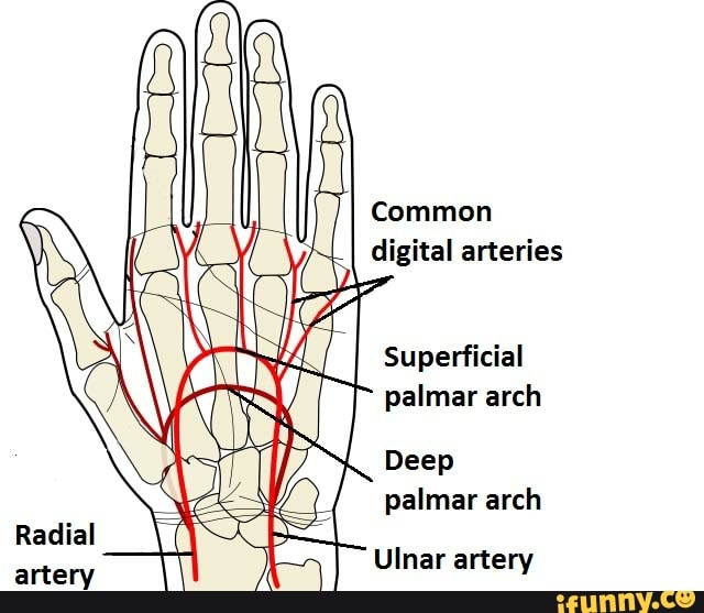 I digital arteries Superficial palmar arch Deep palmar arch Radial ...