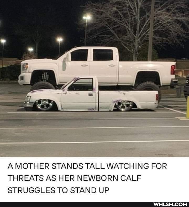 A MOTHER STANDS TALL WATCHING FOR THREATS AS HER NEWBORN CALF STRUGGLES TO STAND UP
