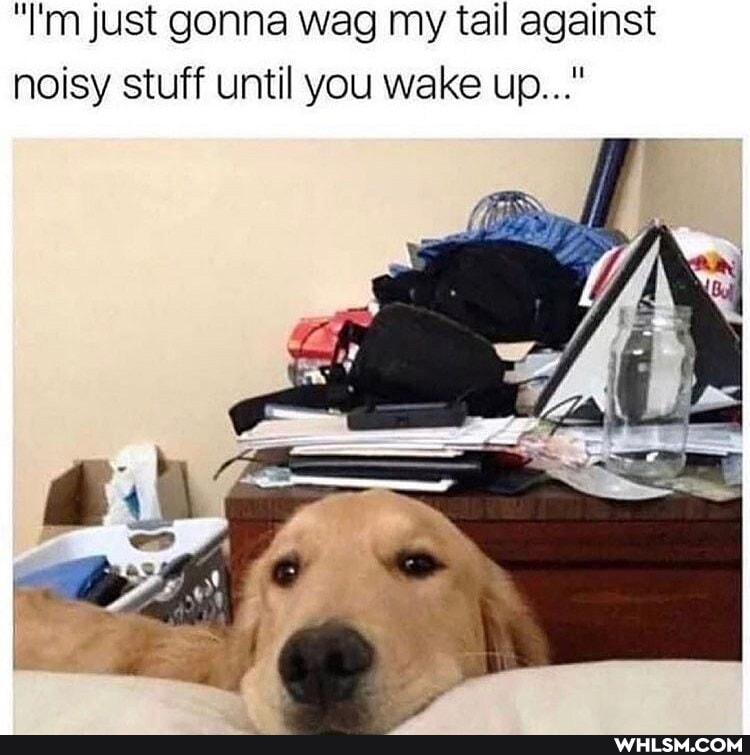 "I'm just gonna wag my tail against noisy stuff until you wake up..."
