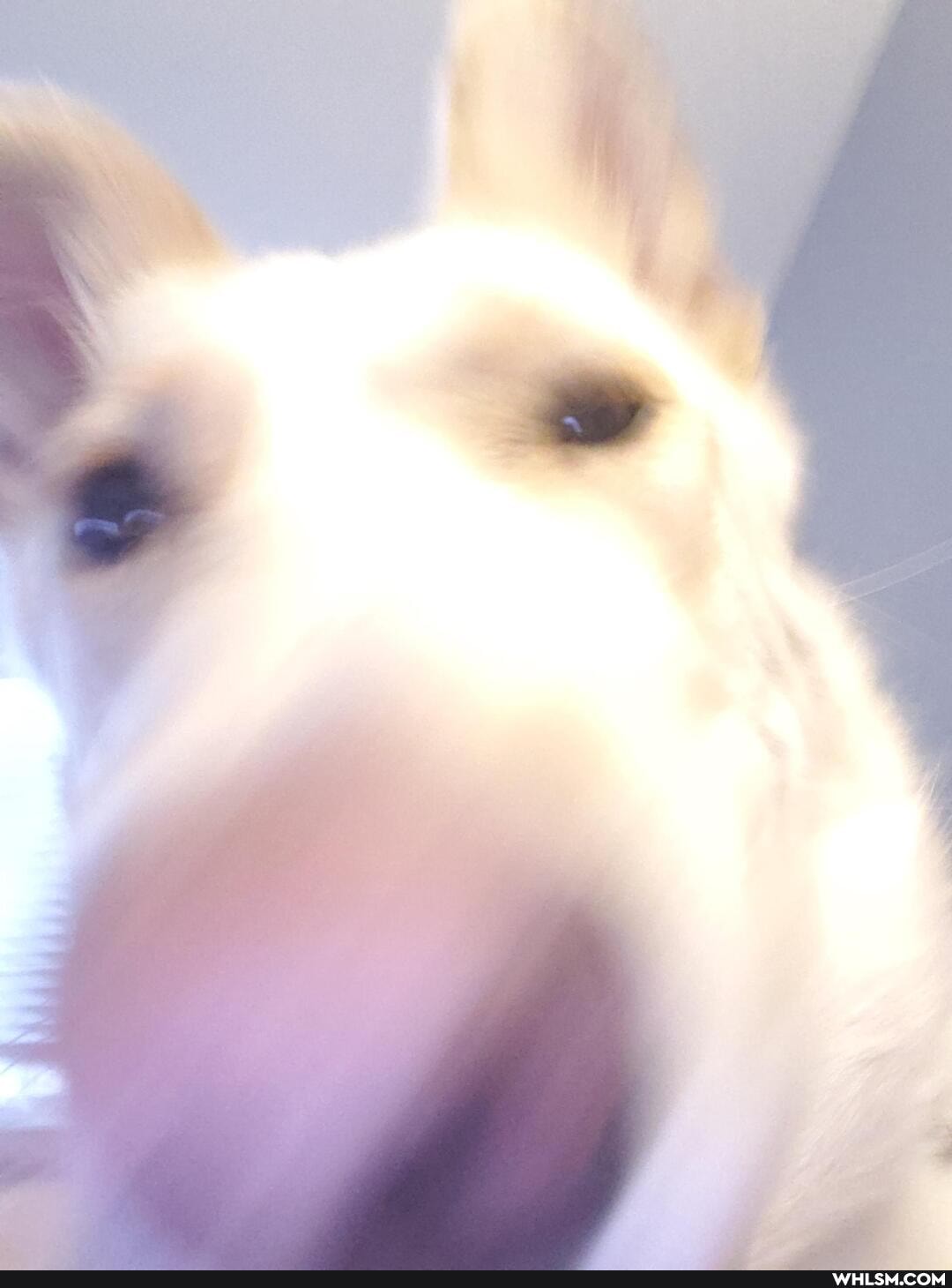 dog, funny, puppy
