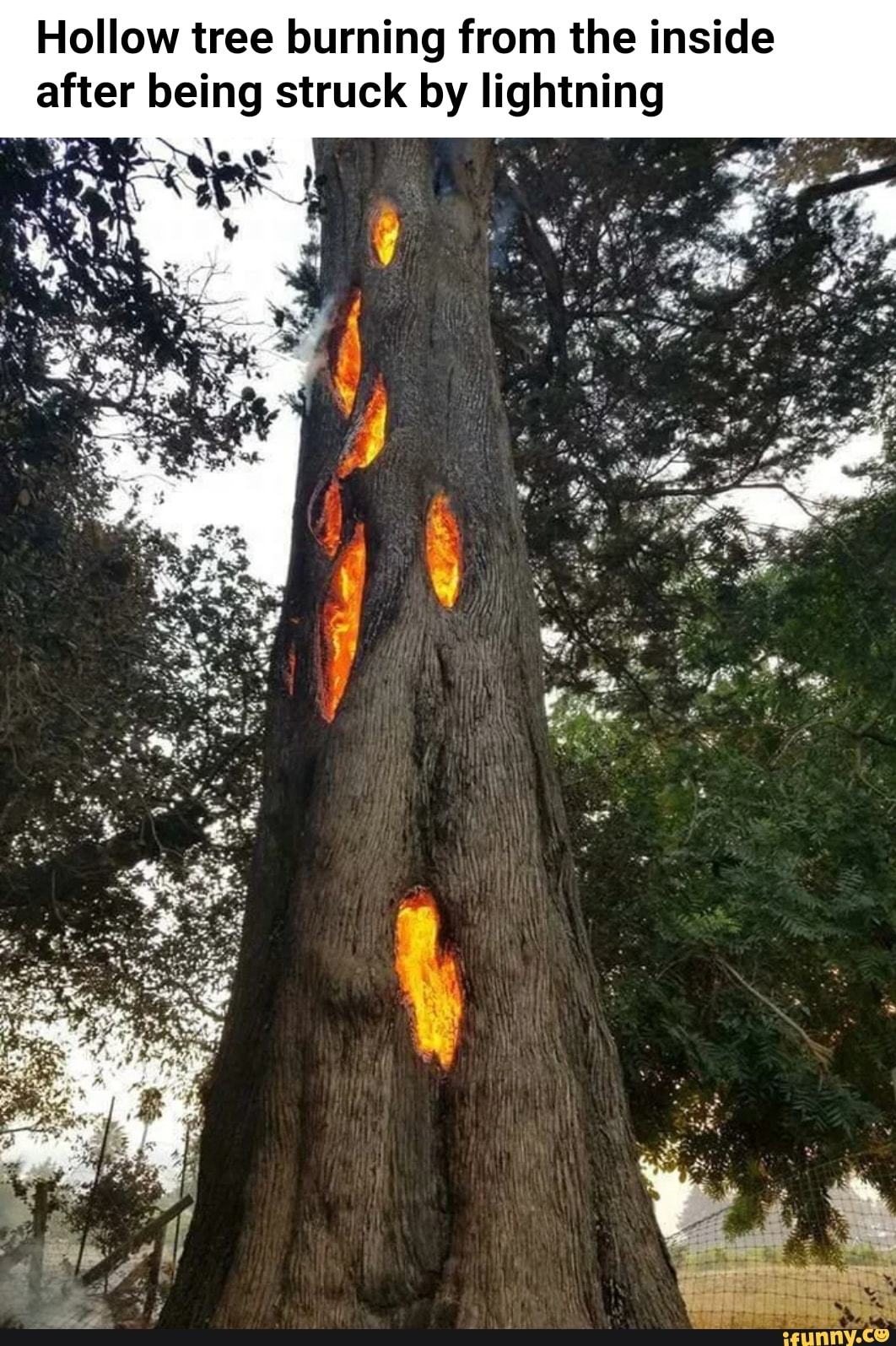 Hollow Tree Burning From The Inside After Being Struck By Lightning Ifunny 