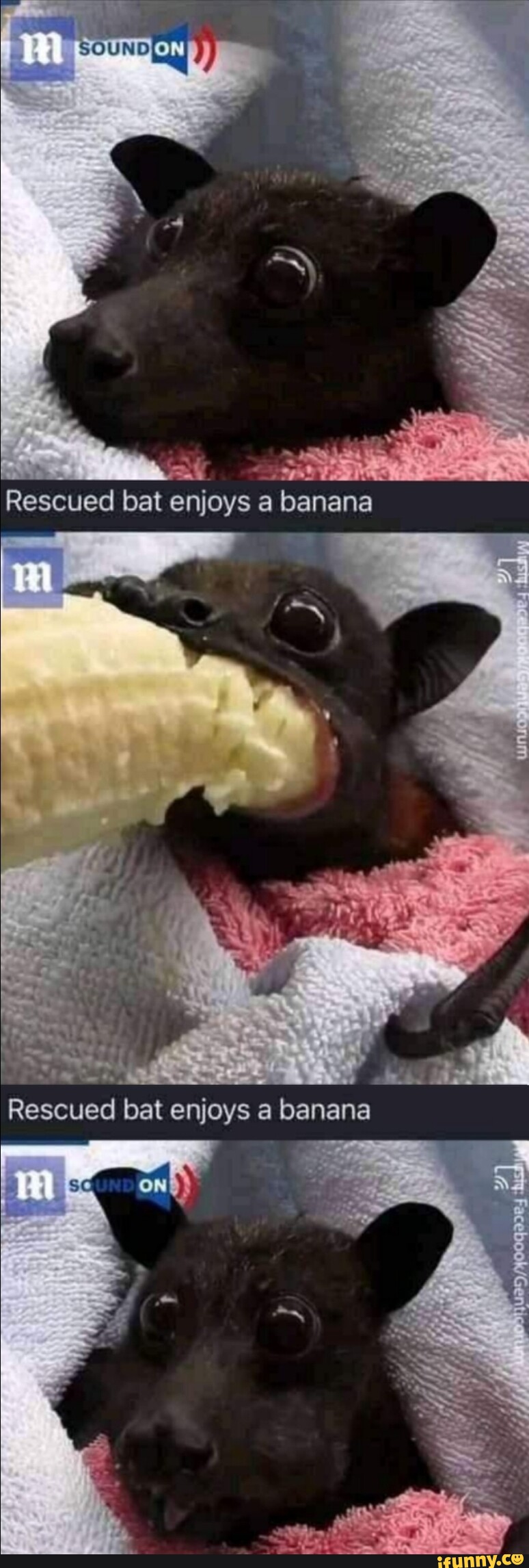 Rescued bat enjoys a banana Rescued bat enjoys a banana - iFunny