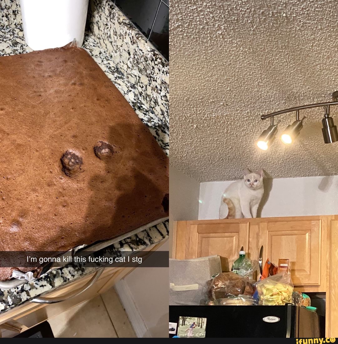 Min gonna kill this fucking cat I stg