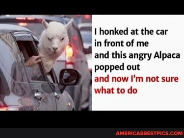 honked at the car in front of me
and this angry Alpaca popped out
and now I'm not sure what to do