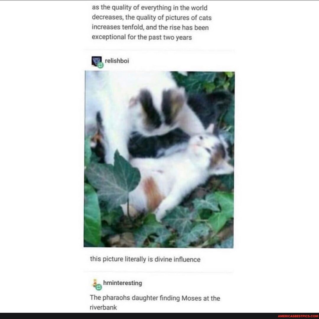 as the quality of everything in the world decreases, the quality of pictures of cats increases tenfold, and the rise has been exceptional for the past two years
lishboi
B- sI
this picture literally is divine influence
hminterestin:
The pharaohs daughter finding Moses at the