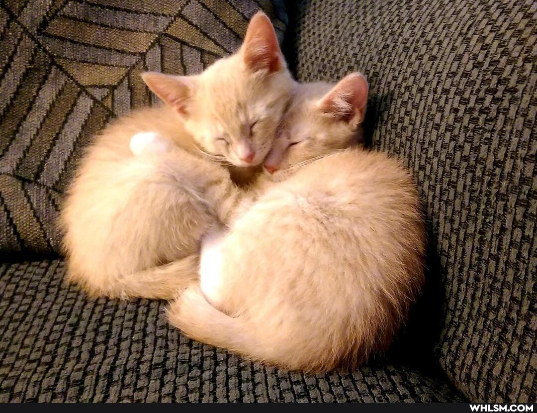 cats, aww, kittens, baby_animals