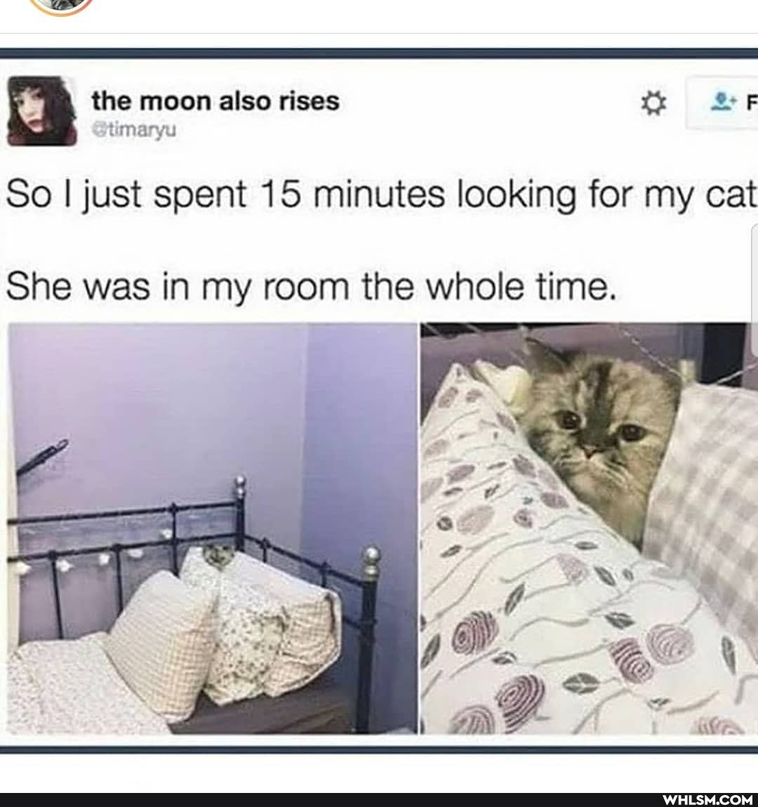 the moon also rises t SF
So I just spent 15 minutes looking for my cat
She was in my room the whole time.