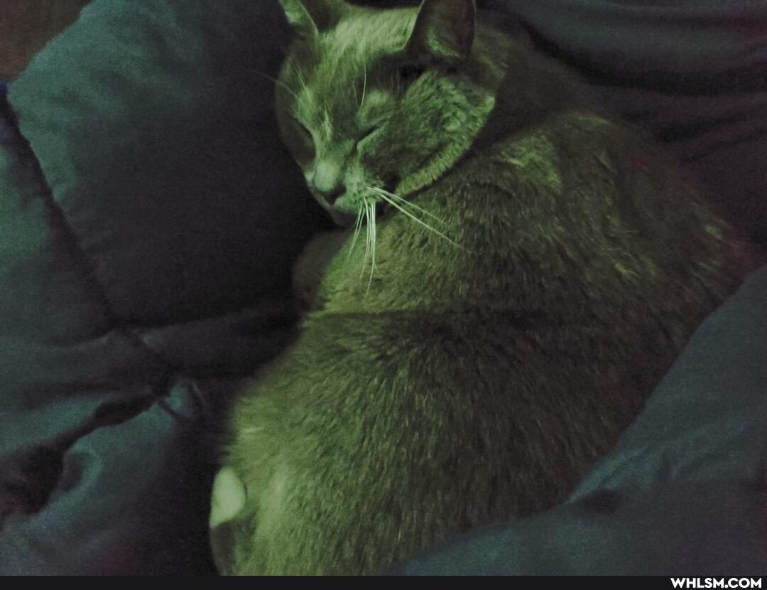 cats, baby_animals, nature