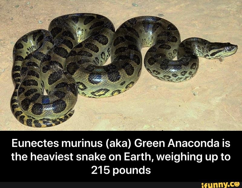 Eunectes murinus (aka) Green Anaconda is the heaviest snake on Earth ...