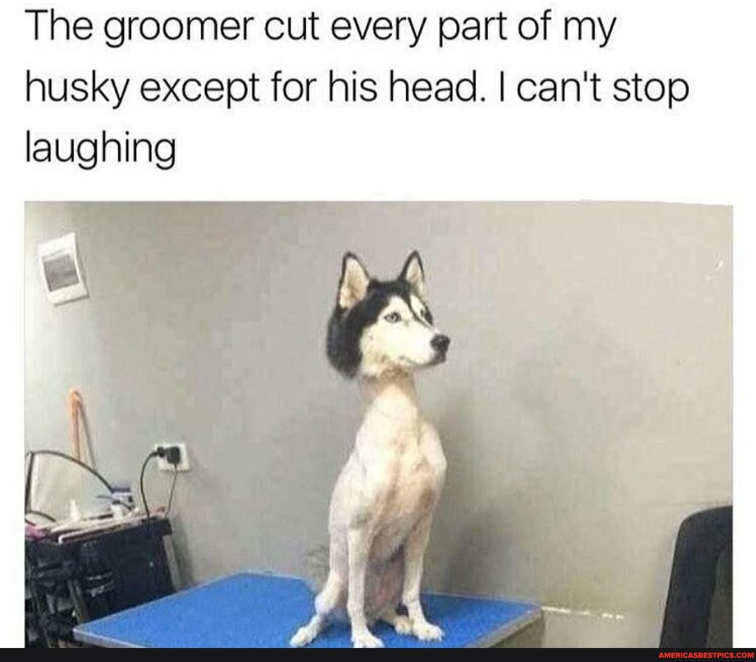 The groomer cut every part of my husky except for his head. I can't stop laughing