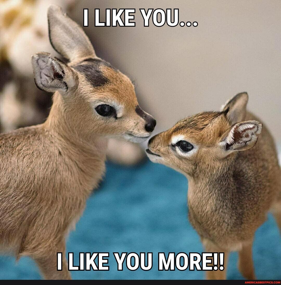 LIKE YOU...
I LIKE YOU MORE!