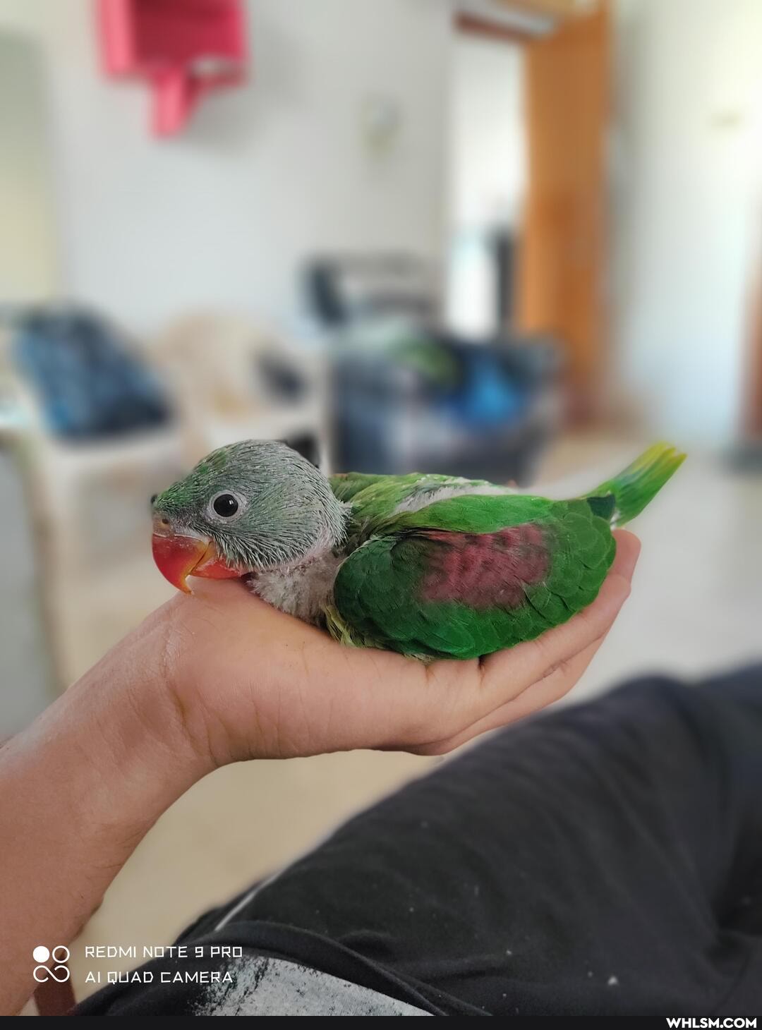 REDMI NOTE PRO
CAMERA