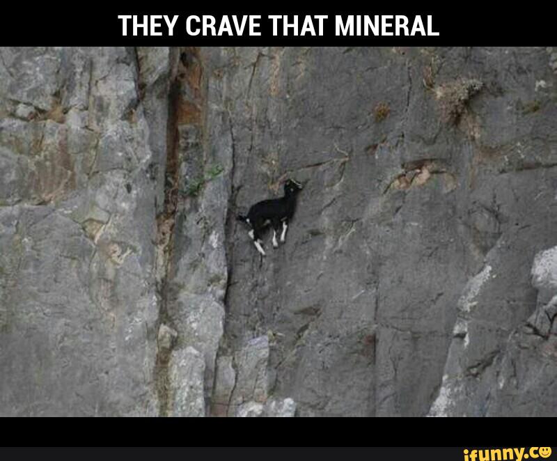 They crave that mineral.