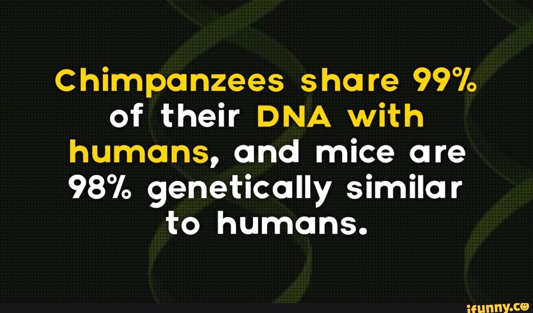 Chimpanzees share 99°/o of their DNA with humans, and mice are 98%