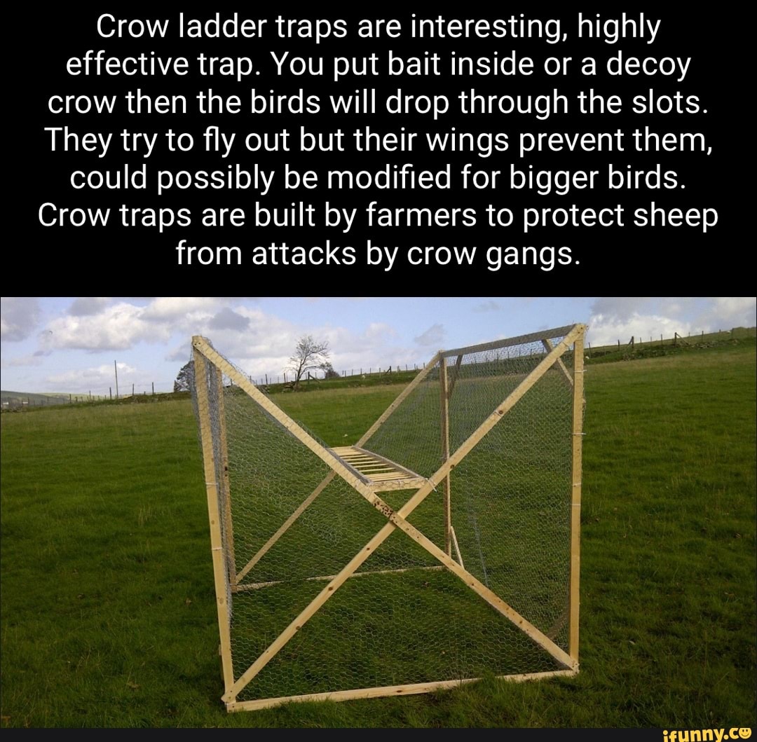 Crow ladder traps are interesting, highly effective trap. You put bait