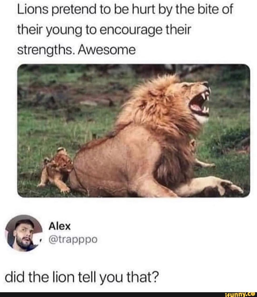 Lions pretend to be hurt by the bite of their young to encourage their strengths. Awesome
did the lion tell you that?