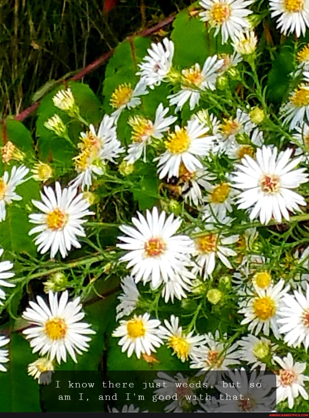 if
4,7
NS I know there just weeds, but so am I, and I'm good with that. AS