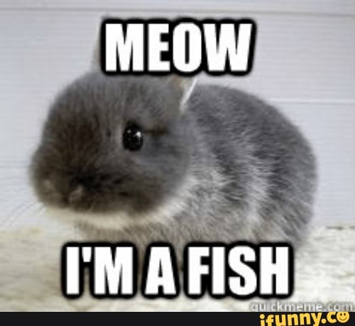 MEOW
I'M AFISH