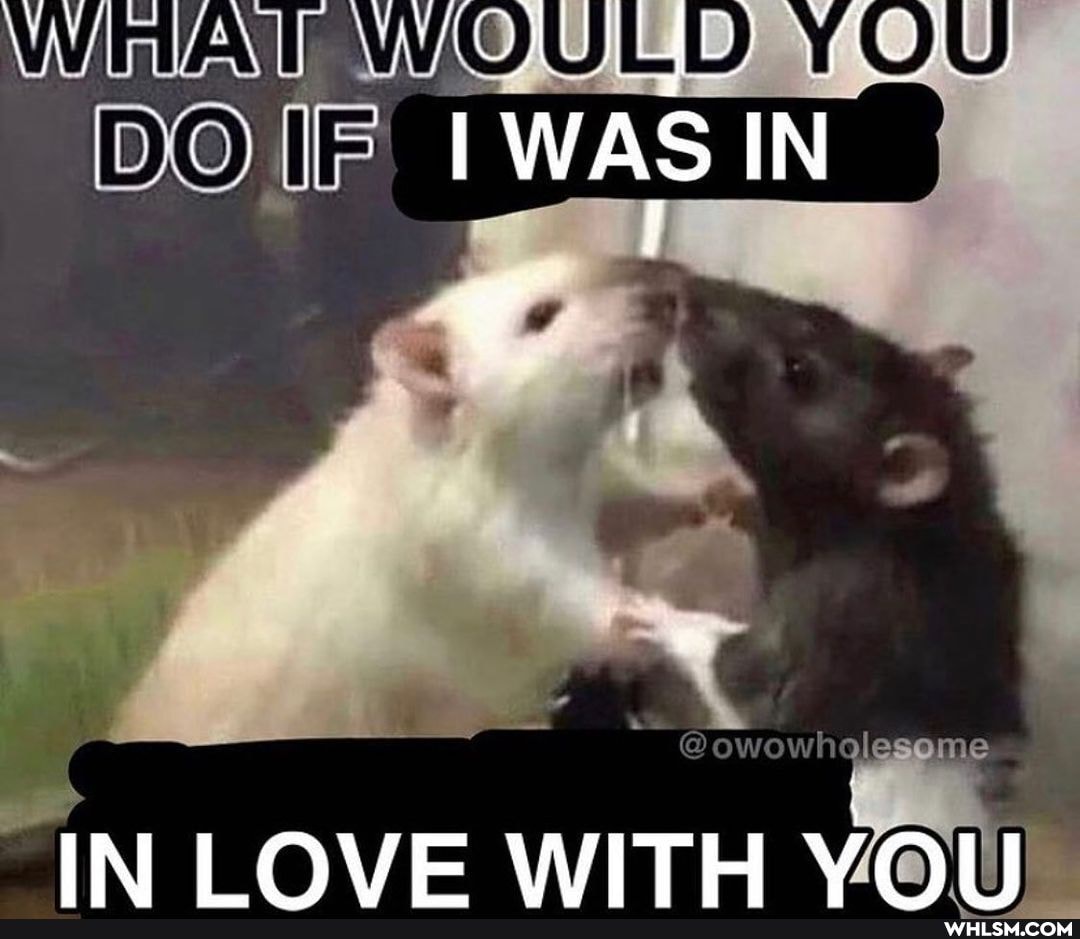 DO IF WAS IN
Gowowhelesome
IN LOVE WITH