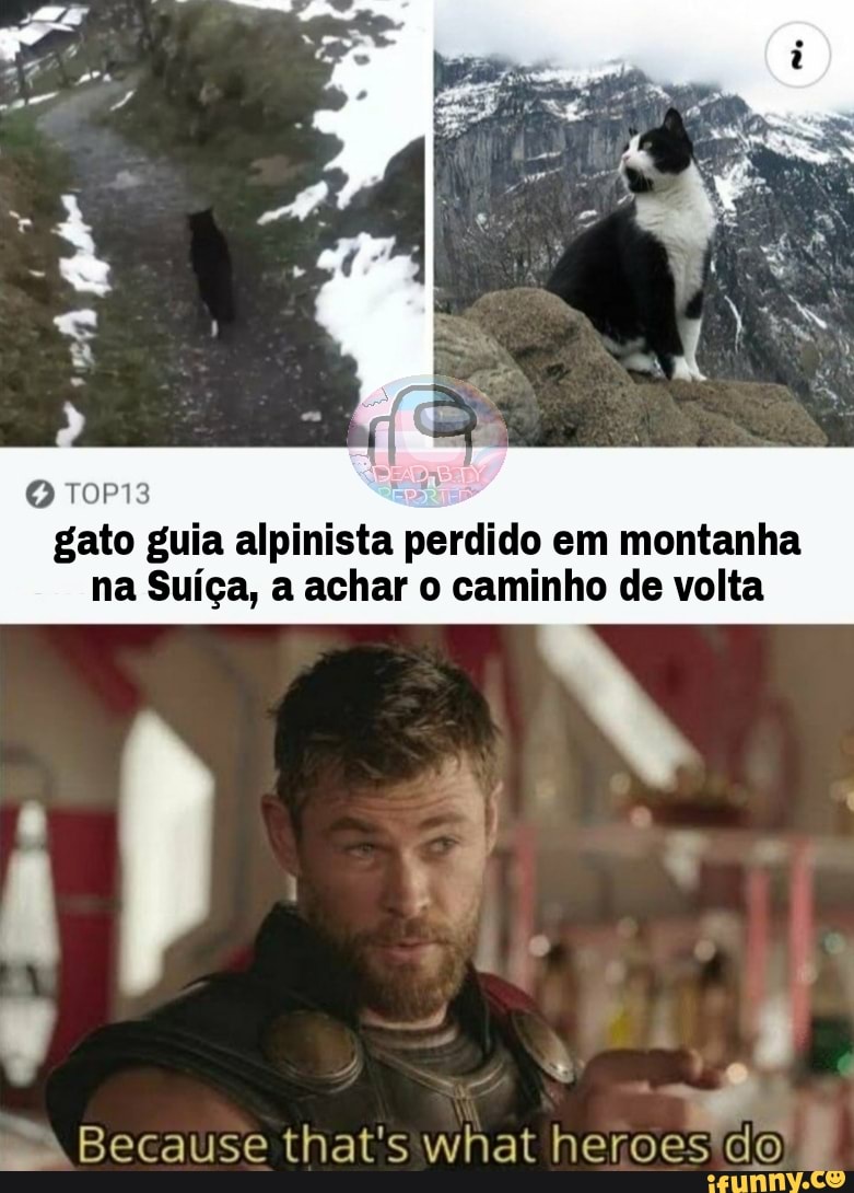 gato guia alpinista perdido em montanha na Suíça, a achar o caminho de volta
Because that's whatheroes do