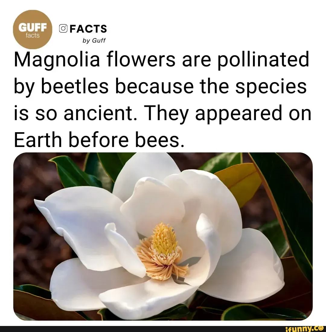 FACTS by Guff Magnolia flowers are pollinated by beetles because the