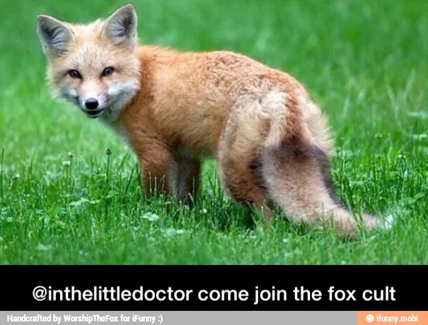 @inthelittledoctor come join the fox cult - @inthelittledoctor come join the fox cult