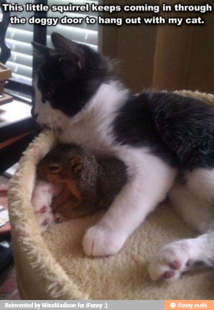 his}little;squirrel keeps coming in through u