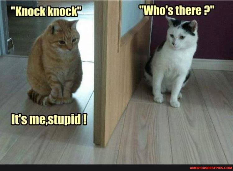 "Knock knocks