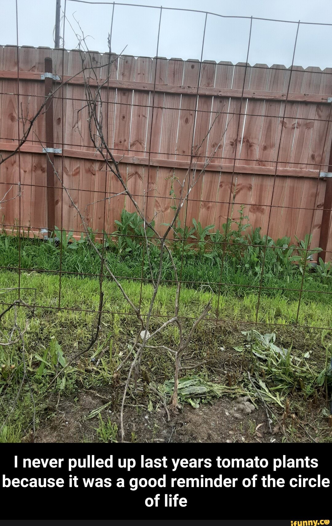I never pulled up last years tomato plants
because it was a good reminder of the circle
of life - I never pulled up last years tomato plants because it was a good reminder of the circle of life