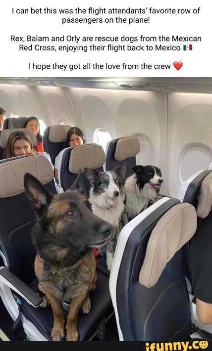 RE: KB bringing her dog on the plane…how is this possible 🤦🏻‍♀️ VF and  her black lab on a flight : r/thebachelor