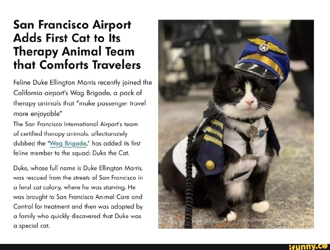 SFO adds first cat to animal therapy crew