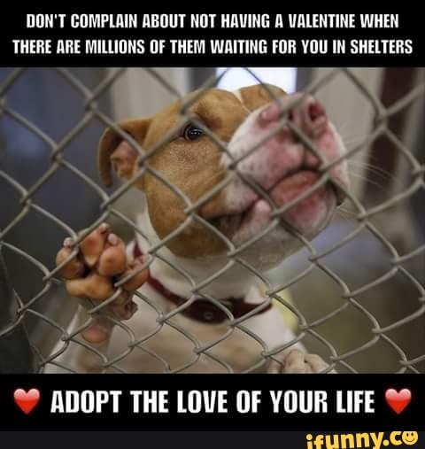 DON'T COMPLAIN ABOUT NOT HAVING A VALENTINE WHEN
THERE ARE MILLIONS OF THEM WAITING FOR YOU IN SHELTERS
2 ADOPT
THE
LOVE OF YOUR LIFE