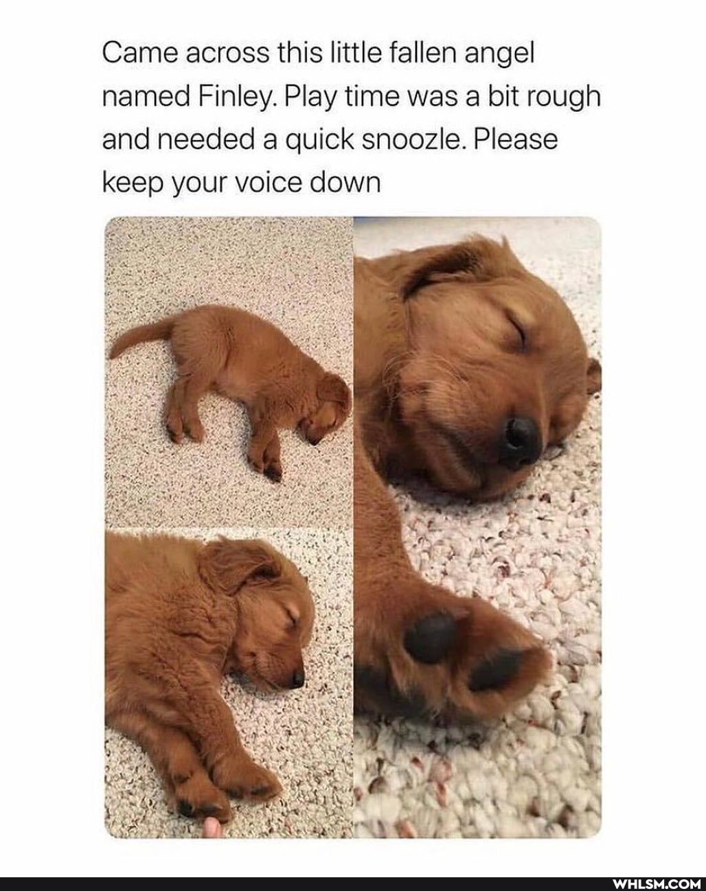 Came across this little fallen angel named Finley. Play time was a bit rough and needed a quick snoozle. Please keep your voice down