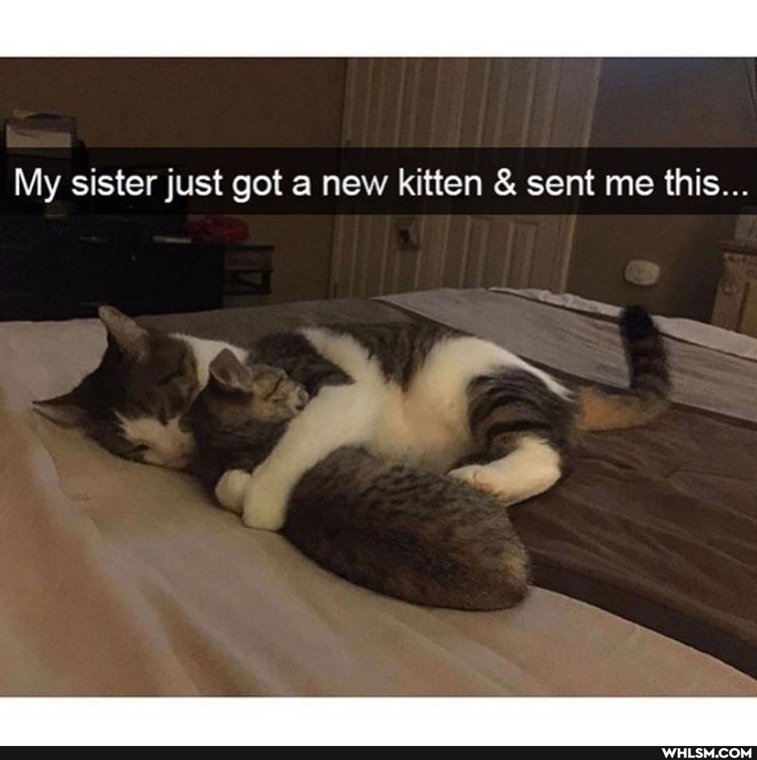 My sister just got a new kitten & sent me this...
ar