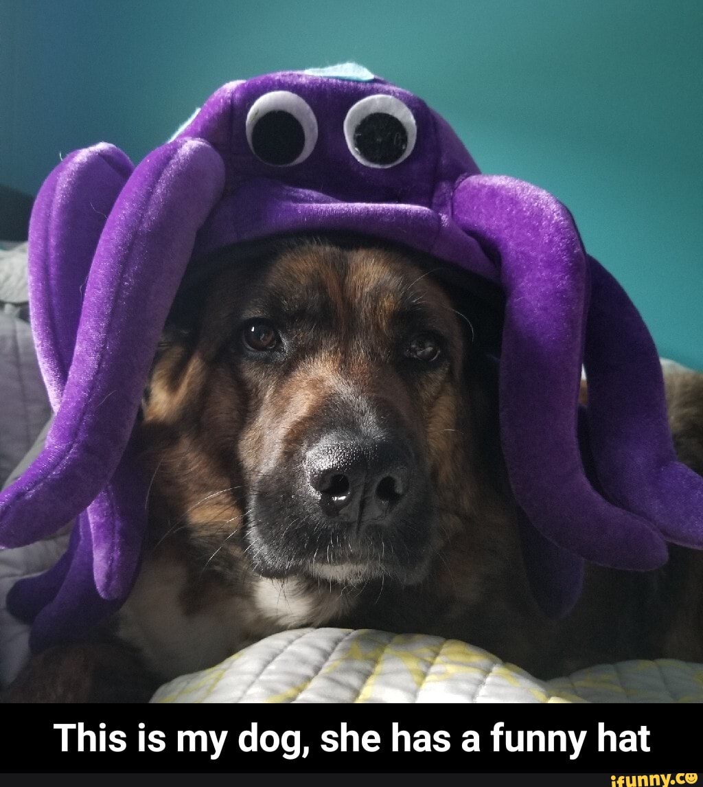 My dog and her new hat Sheriff - iFunny Brazil