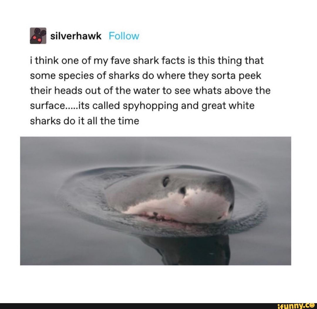 i think one of my fave shark facts is this thing that
some species of sharks do where they sorta peek
their heads out of the water to see whats above the
surface.....its called spyhopping and great white
sharks do it all the time