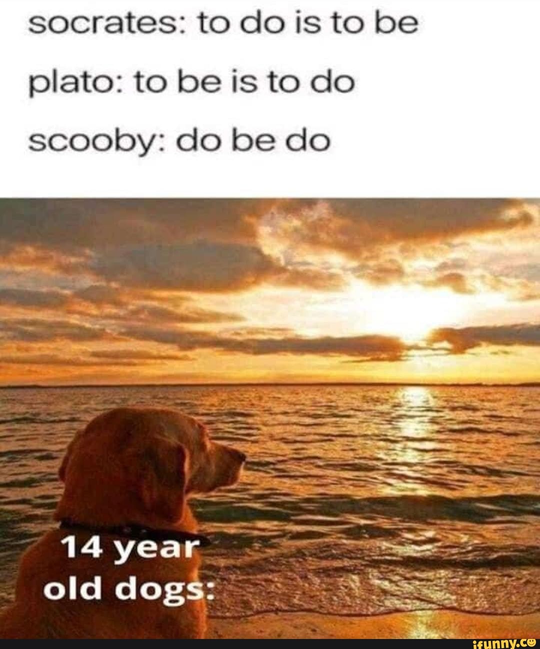 socrates: to do is to be
plato: to be is to do
scooby: do be do
14 year
old dogs: