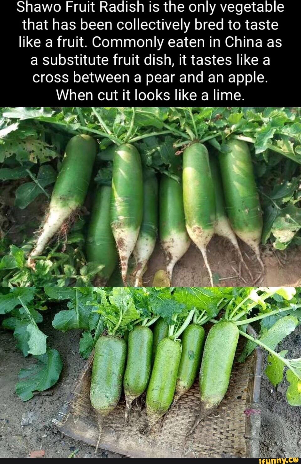 Radish memes. Best Collection of funny Radish pictures on iFunny