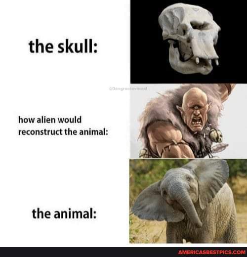 The skull: how alien would reconstruct the animal: the animal ...