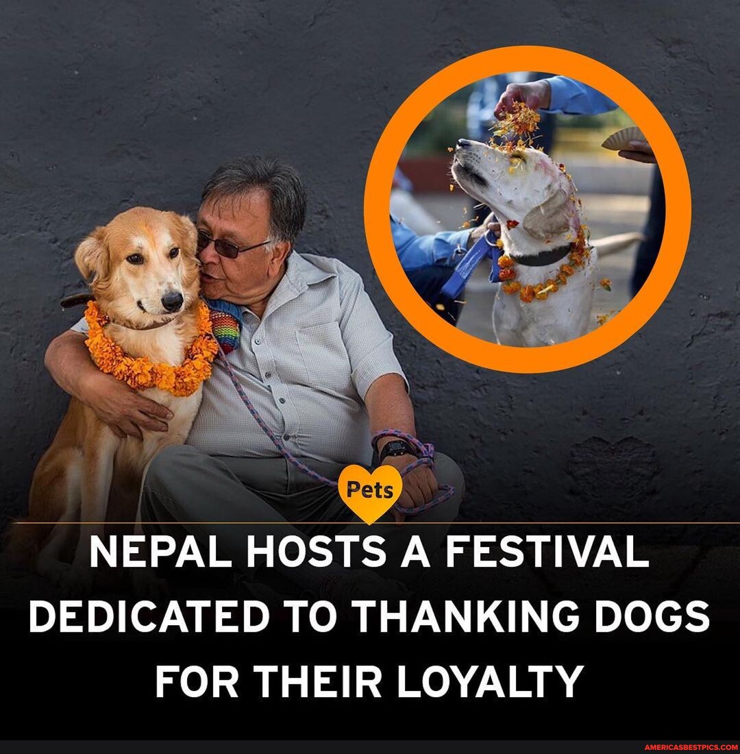 The Nepalese festival Kukur Tihar celebrates the “Day Of The Dogs”. All the  dogs are celebrated and blessed with a Tika - a red mark applied to their  forehead. The animals are