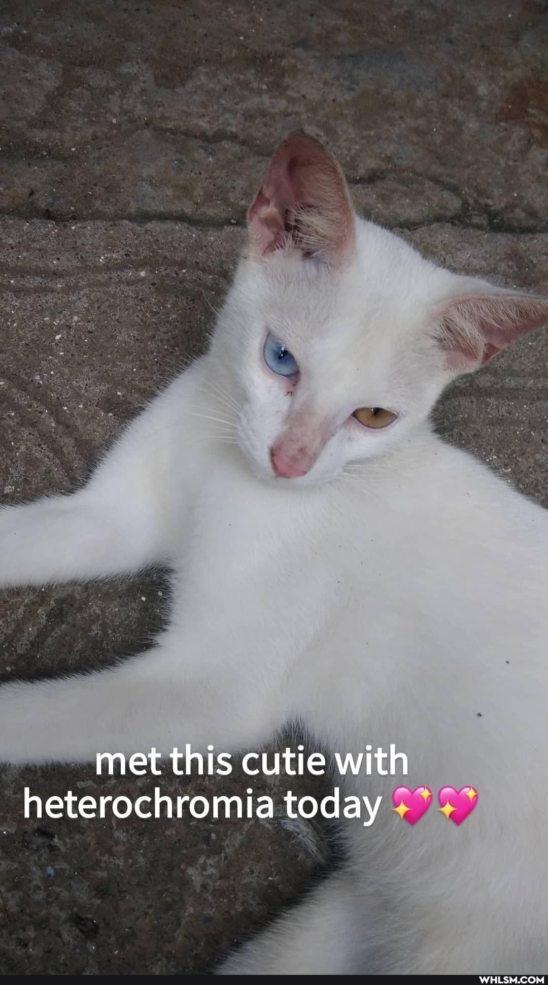 pp *
met this cutie with heterochromia today