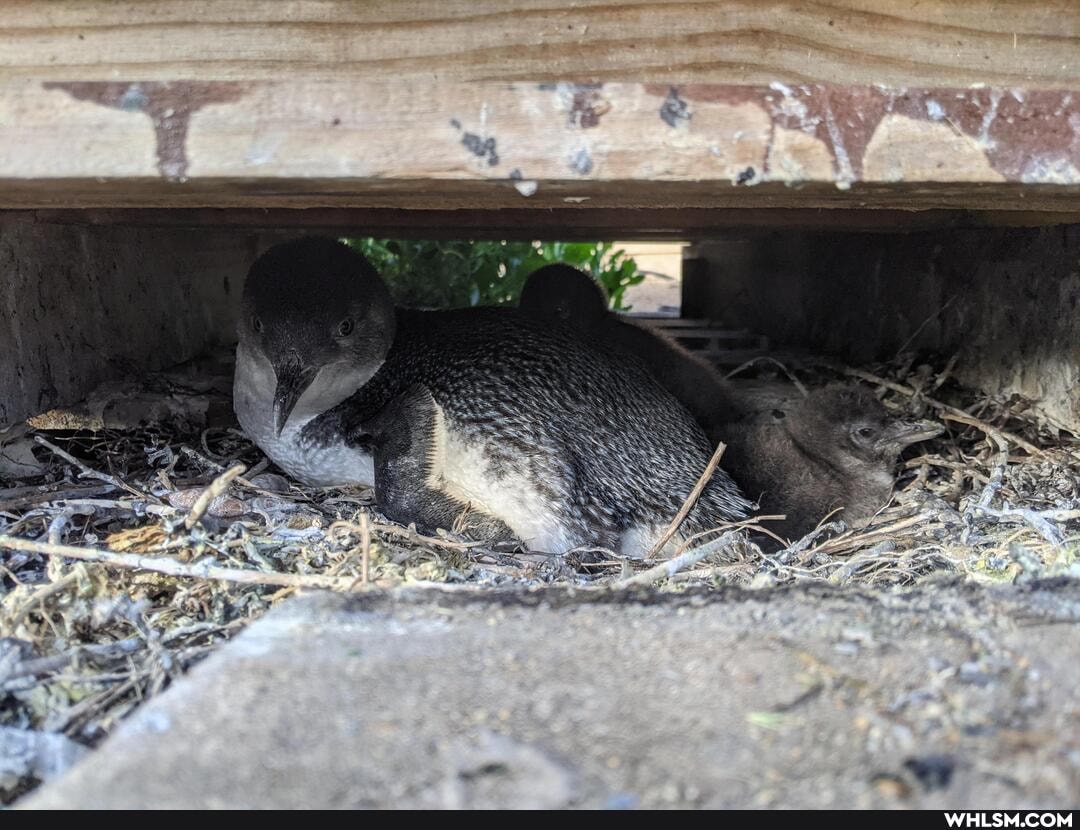 baby_animals, cute_animal, penguins