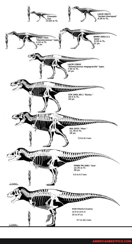 Various Tyrannosaurus Rex Specimens Sizes And Ages Included. - America 